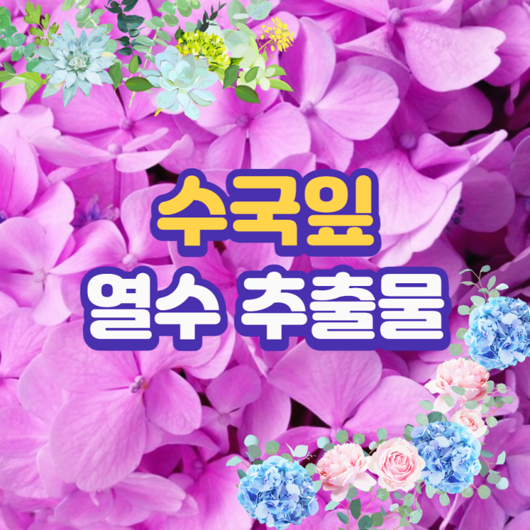 수국잎열수추출물 효능 부작용 수국잎 추출물 다이어트 효과 알아봐요 수국잎열수추출물 효능 부작용 수국잎 추출물 다이어트 효과 알아봐요