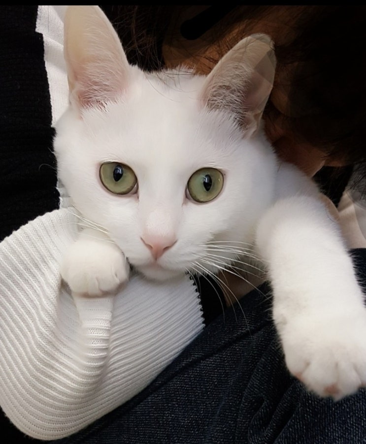 <창작동요> 고양이 경찰서 루나 찾는 이야기 웹툰 만화 주제곡 <창작동요> 고양이 경찰서 루나 찾는 이야기 웹툰 만화 주제곡