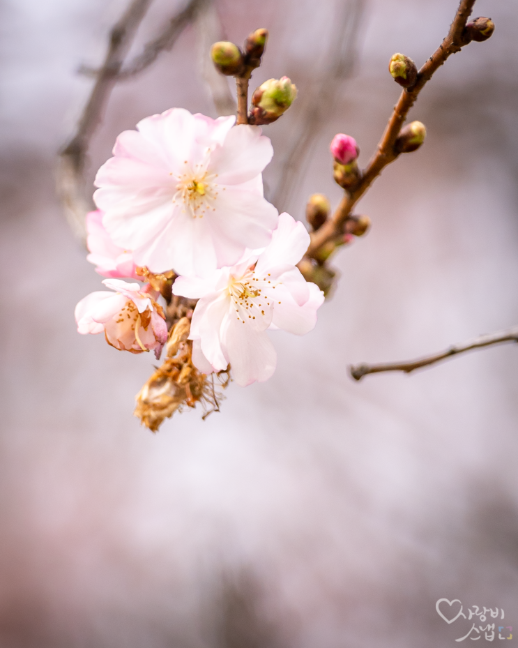 벚꽃이 피는 계절, 23년 2월 23일 체코 프라하 날씨 by 석영작가