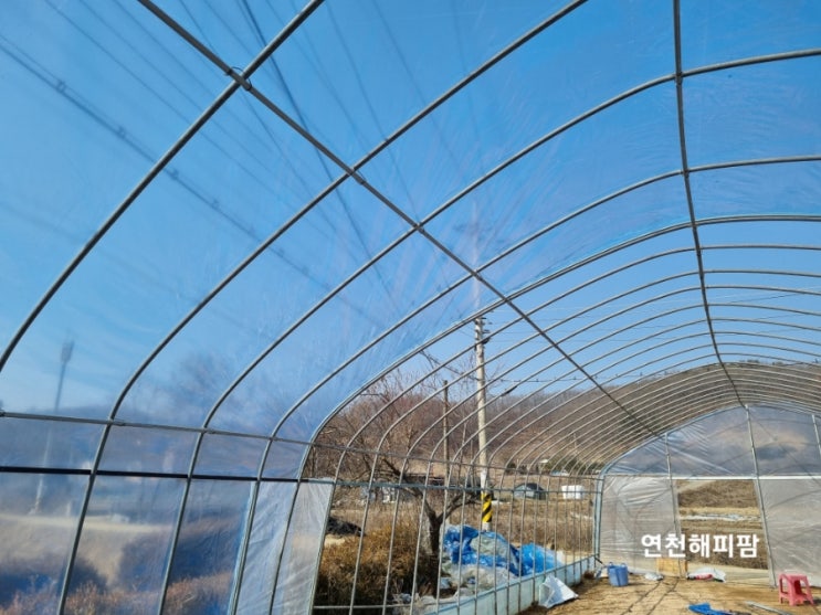  고추농사 고추모종키우기 육묘장 비닐하우스 비닐교체하기