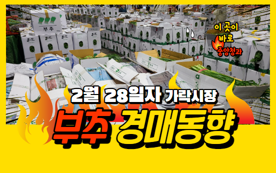  [경매사 일일보고] 2월 28일자 가락시장 부추 경매동향을 살펴보겠습니다!