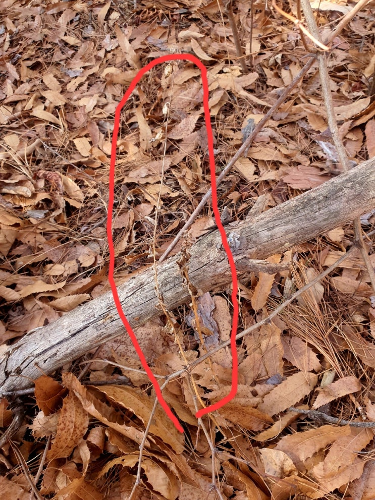 겨울철 산도라지 산행 산도라지 먹는 방법과 효능 겨울철 산도라지 산행 산도라지 먹는 방법과 효능