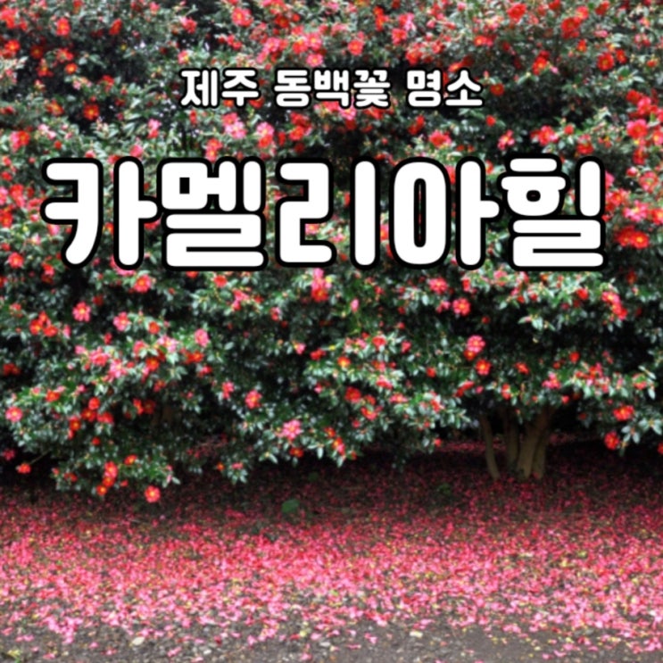  세상의 모든 동백꽃: 제주 카멜리아힐