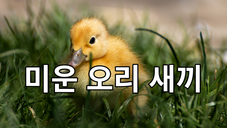  골리앗을 이긴 오리