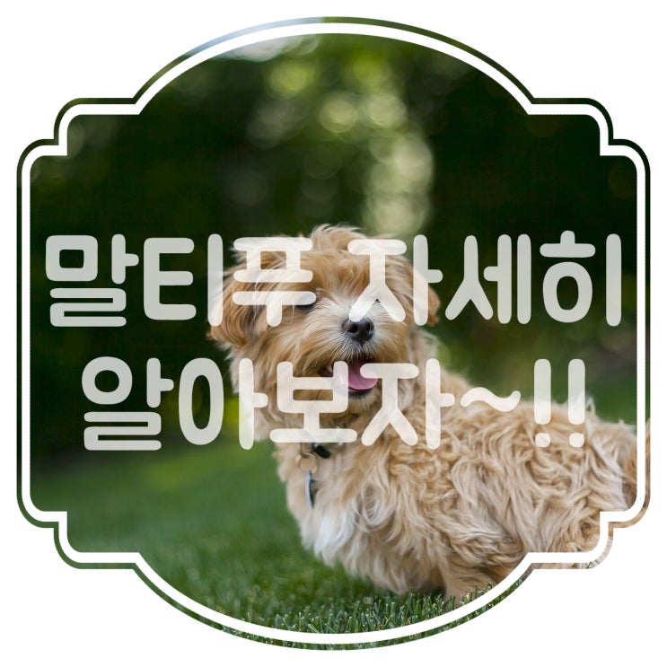  말티푸 키우기 전 크기, 성격, 주의점 을 알아보자~!!