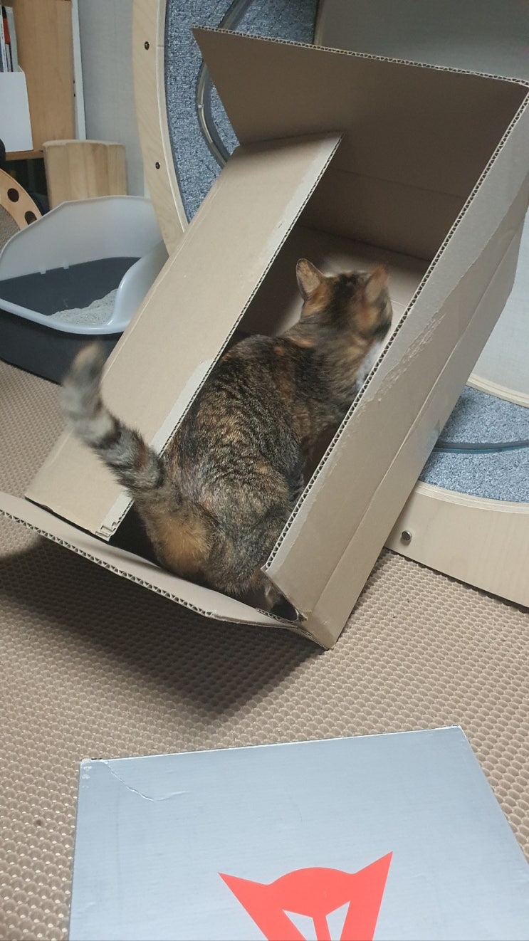  집사일기_문 닫아줘? 알았어~