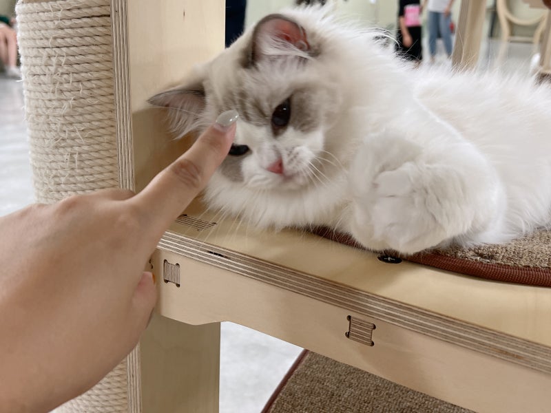랙돌 고양이 품종, 뚱냥이 렉돌 분양가와 특징 : 네이버 블로그