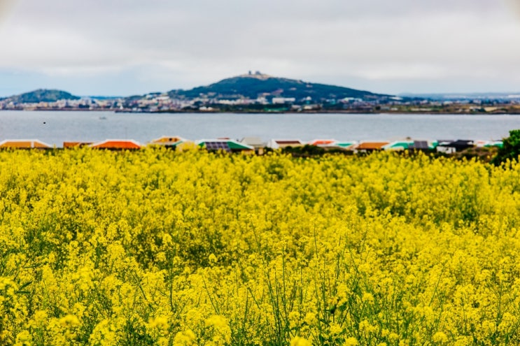 3월 제주도여행 제주 유채꽃 명소 시기 정리 3월 제주도여행 제주 유채꽃 명소 시기 정리