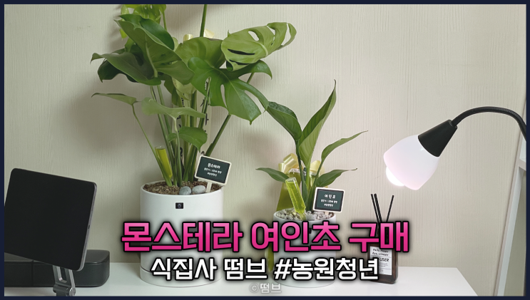  몬스테라, 여인초 키우기 구매 입양기 [식집사 떰브] 농원청년