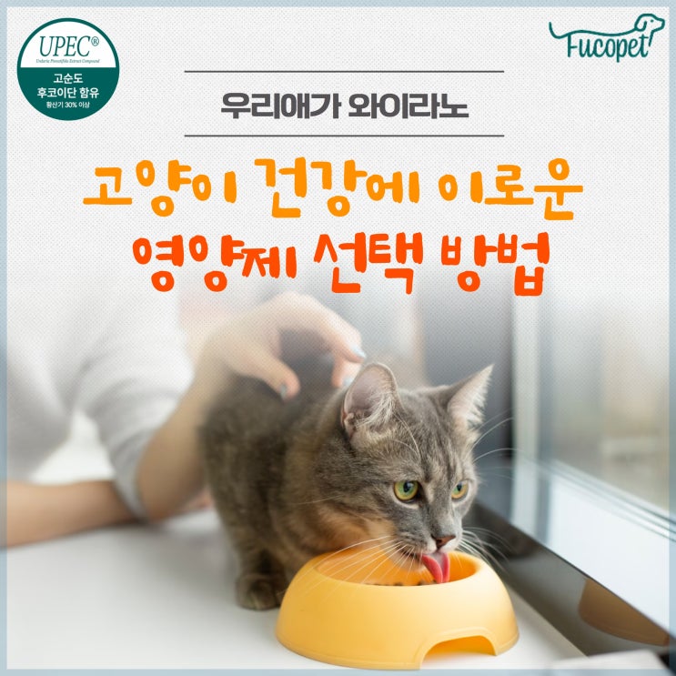  46th.노령묘영양제 건강에 이로운 고양이 영양제 선택 방법