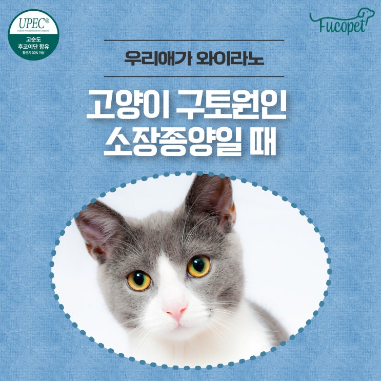  고양이 구토원인, 장폐색 / 소장종양, 이물질 합병증