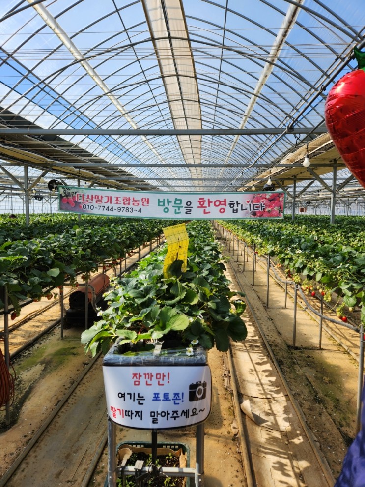 [경북-고령] 딸기체험, 다산딸기조합농원(대구 근교 가볼만한 곳)
