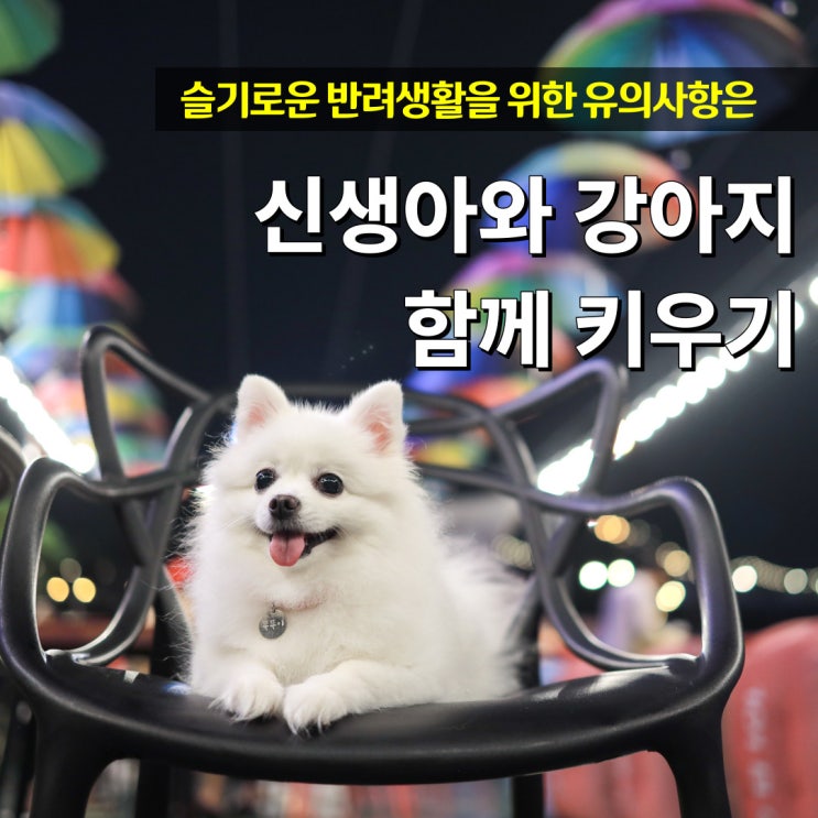  신생아와 강아지 함께 키우기 반려생활 유의사항
