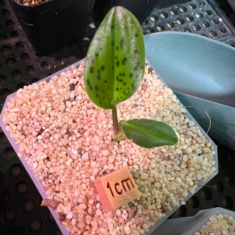 Drimiopsis maculata 드리미옵시스 마큘라타 구근식물류 아프리카식물