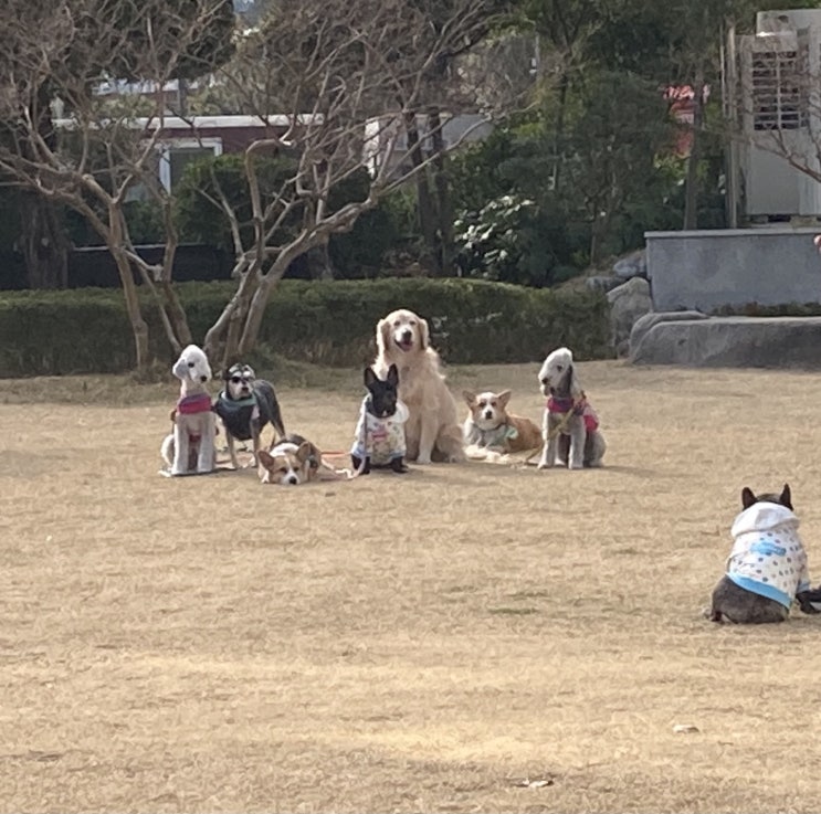  해운대로 산책 나온, 8마리 강아지