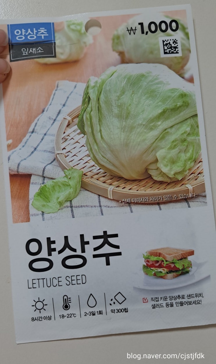  양상추와 청상추와 부추 파종 일기