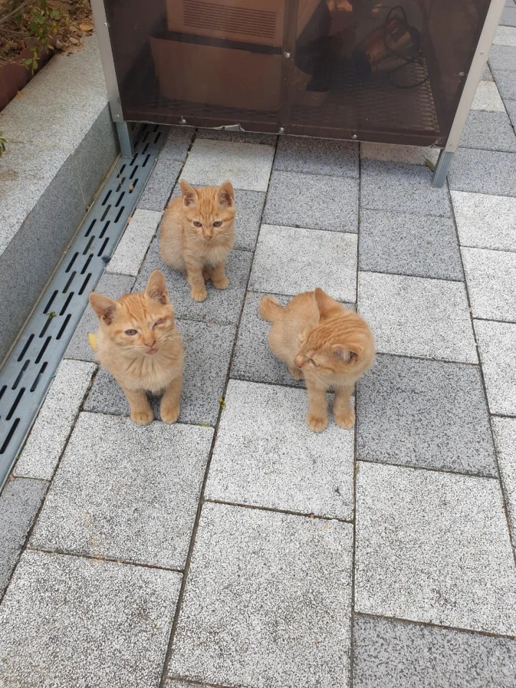  방울이와 춘삼형제