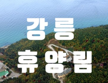 강릉 가성비 숙소 임해 자연 휴양림 전객실 오션뷰
