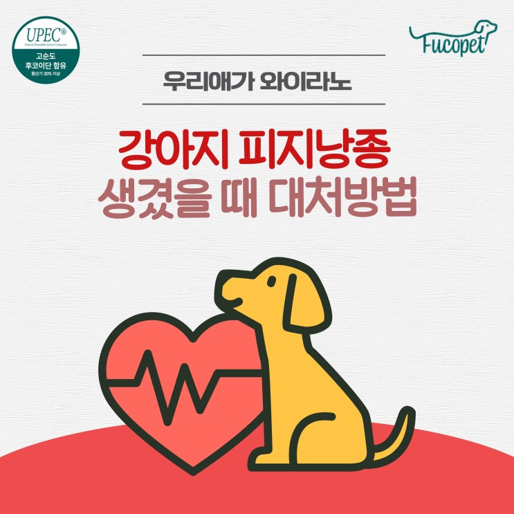  강아지 뾰루지, 피지낭종 짜는법, 짠 후 관리법