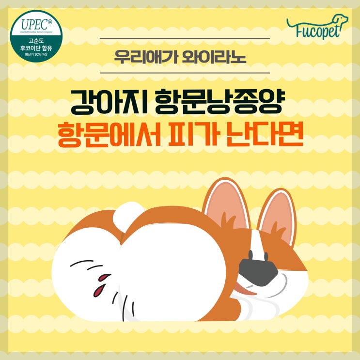  강아지 항문낭 냄새, 항문 피 #똥꼬스키