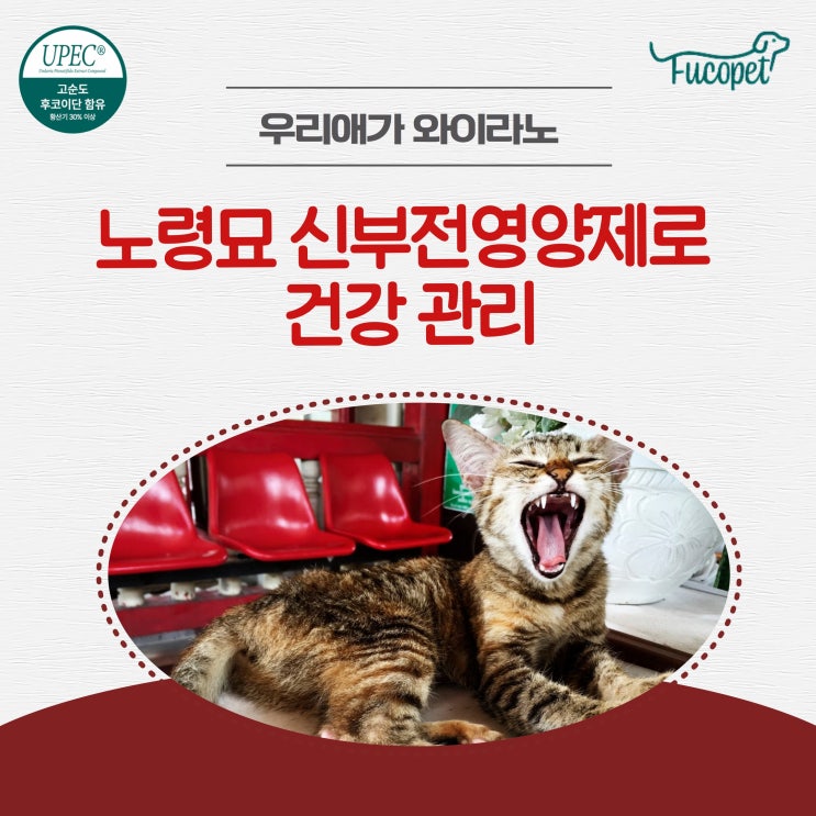  53th. 고양이 신부전 간식 관리법 / 아이의 식욕저하가 마음 아프신 집사님들께