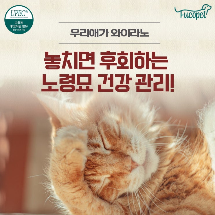  55th.노령묘 영양제 놓치면 후회하는 반려묘 건강 관리
