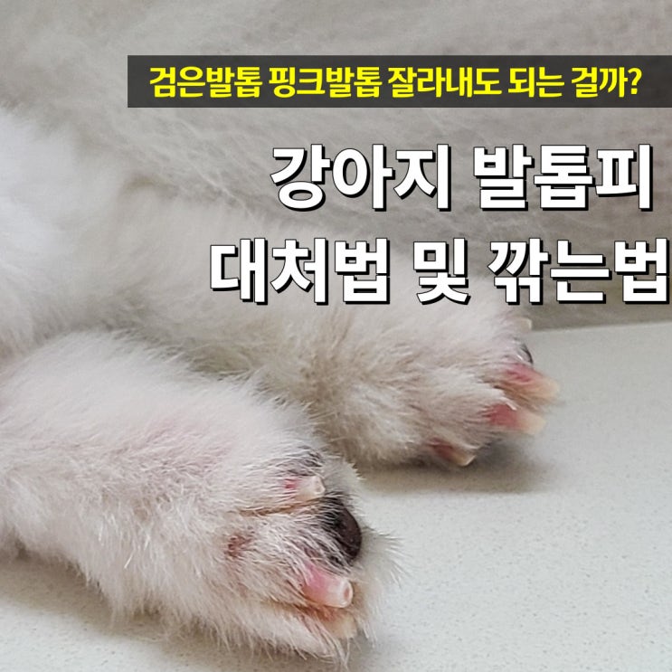  강아지 발톱피 대처법 및 깎는법