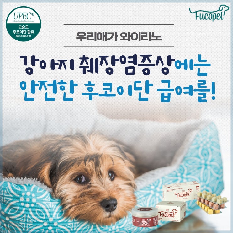 강아지 췌장염증상 안전한 후코이단 급여를