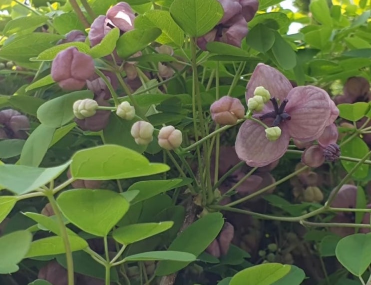 오줌이 자주 마려워요 오줌소태에 좋은 약초 으름덩굴 오줌이 자주 마려워요 오줌소태에 좋은 약초 으름덩굴