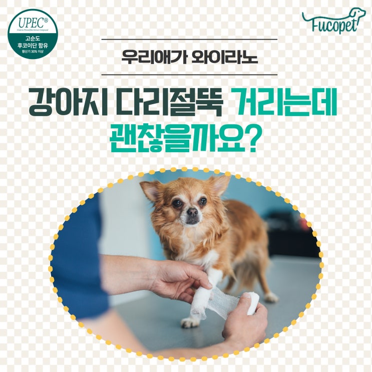  강아지 다리절뚝 / 다리 떨림