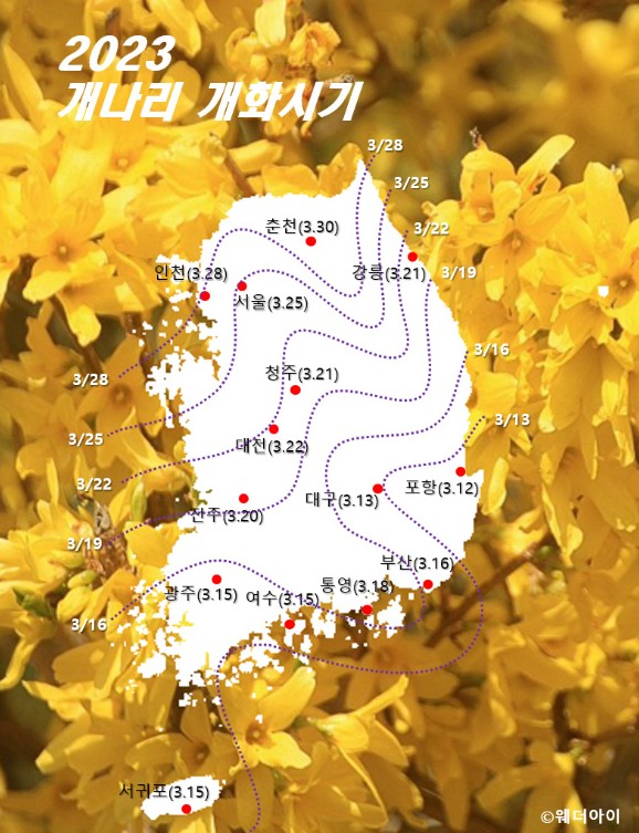  2023년 봄꽃 벚꽃 개화시기, 꽃명소 어디? 산수유, 유채꽃, 벚꽃, 개나리 찾아가자~