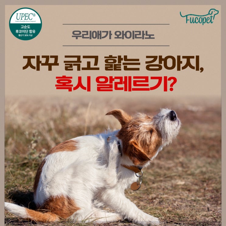  52th.노령견 알레르기 사료 영양제 /자꾸 긁고 핥는 강아지