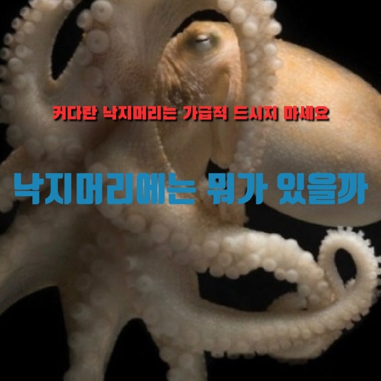  냉동수산물업체 삼풍수산대표가 알려드립니다. "낙지 XX 드시지 마세요"