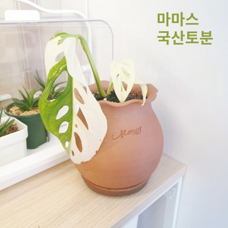  마마스 국산토분 항아리 러플팟 반려식물 빈티지화분