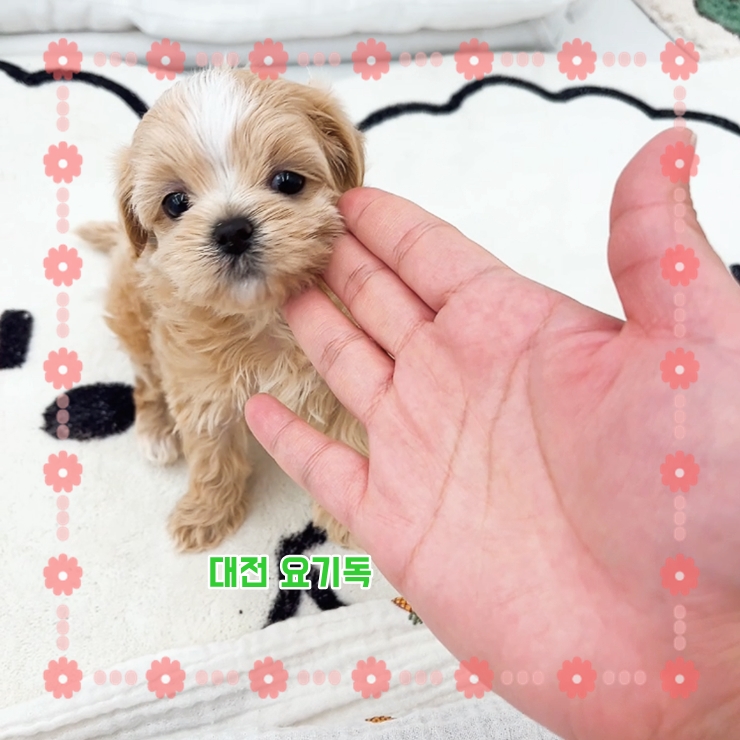  유천동강아지분양 진행해 주셔서