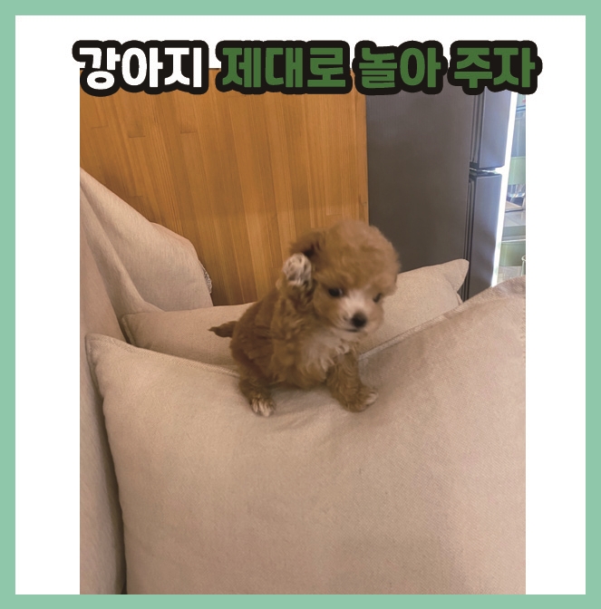  [이야기] 강아지 제대로 놀아주기