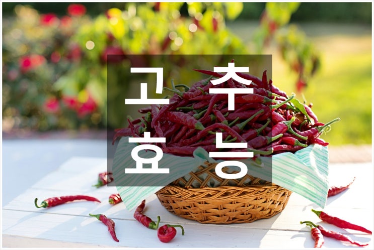  당조고추, 아삭이고추, 청양고추, 꽈리고추의 효능