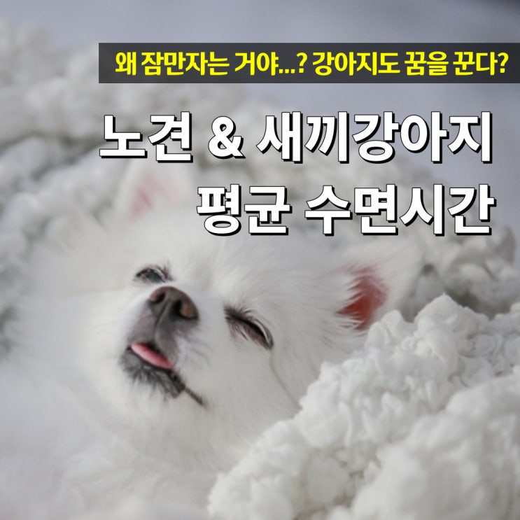  노견 수면시간 새끼 강아지가 잠을 많이자요