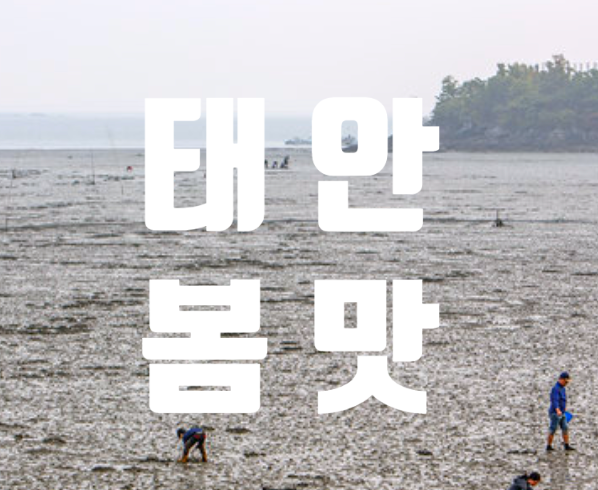  태안 1박2일 시즌4 모두 반한 굴라밥 태안 여행 가면 먹어야 할 봄철 메뉴