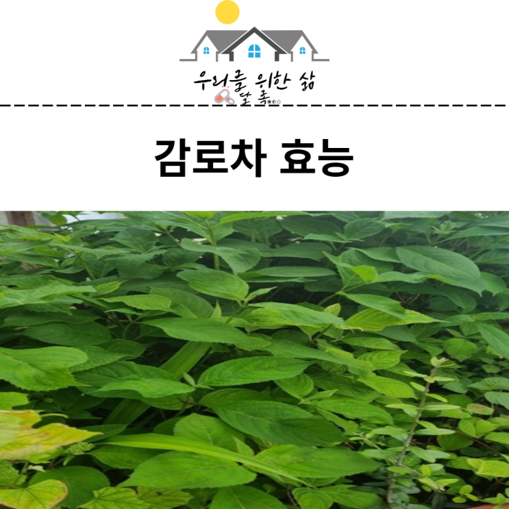  감로차효능 알아보기(수국차,이슬차)