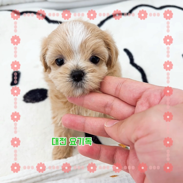  용전동강아지분양 절차에 대한