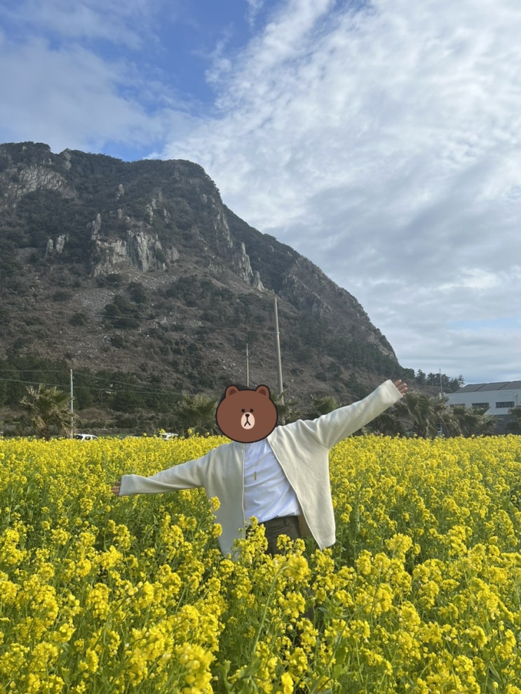  [제주도 여행] 제주 유채꽃 명소 가보기 ~~~ 산방산 성산 표선 함덕해수욕장! 개인적인 추천순위 포함
