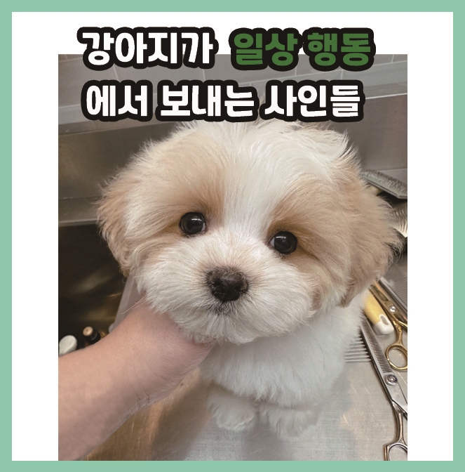  [이야기] 강아지가 일상 행동에서 보내는 사인들