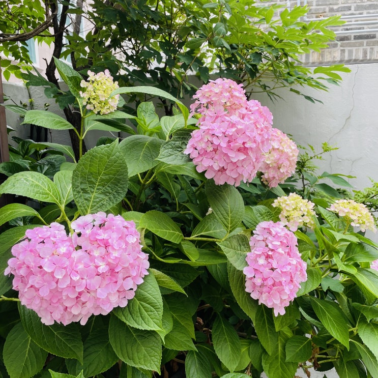  블로그 씨 질문 봄이여 오라! 봄이 오면 생각나는 것은? 분홍색 실망감