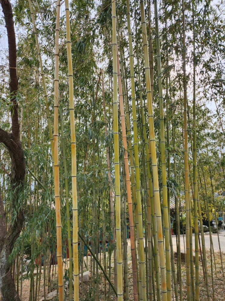  숲 길