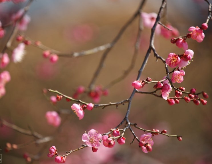 春 / Spring 봄을 알리는 향기