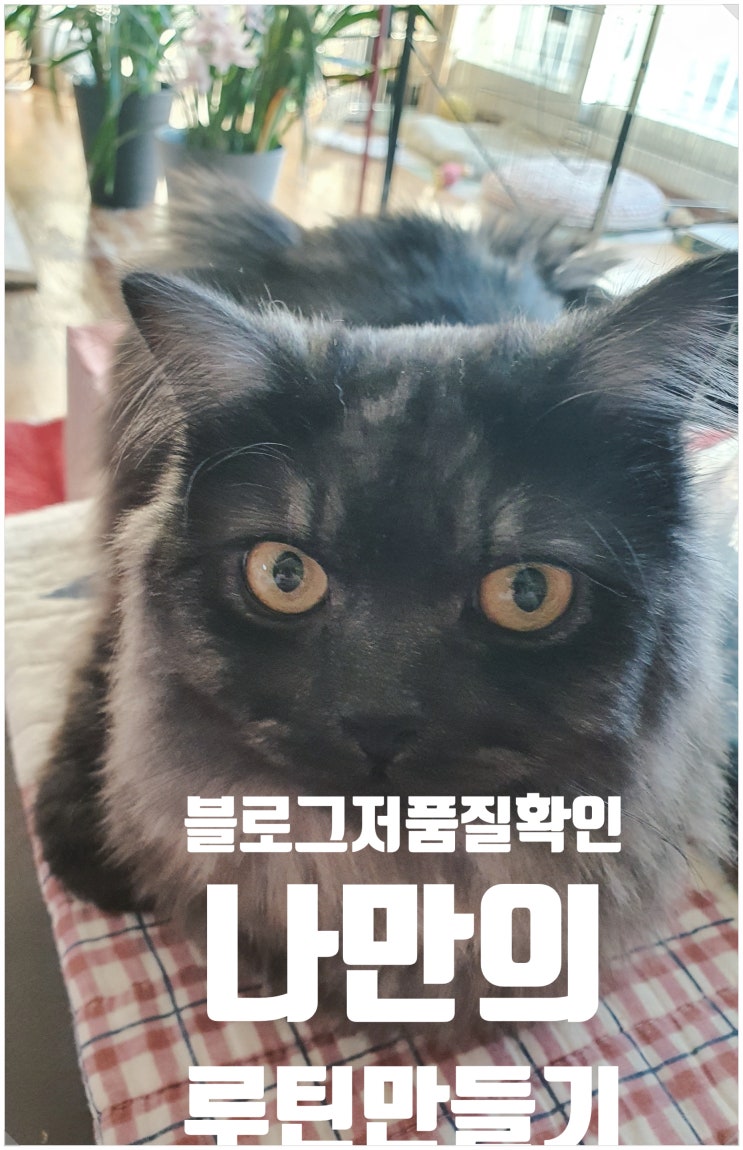  블로그 저품질 확인 규칙적인 루틴 만들기