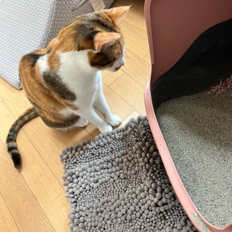  모찌네 캣픽 고양이 벤토나이트 모래 사용기
