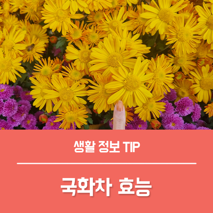  국화차 효능 6가지, 국화꽃차 만드는법 국화차 부작용은?
