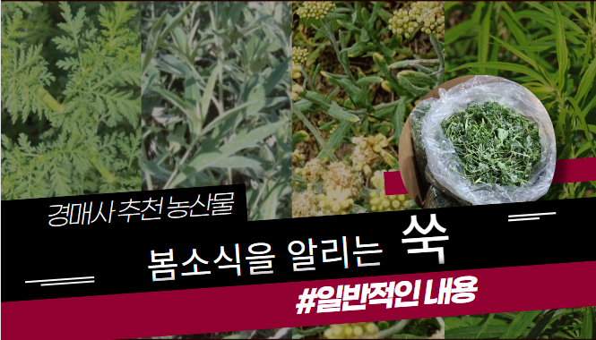  [경매사 추천농산물] 봄철 입맛 없을 때, 식욕을 붇돋아주는 대표 농산물 "쑥"